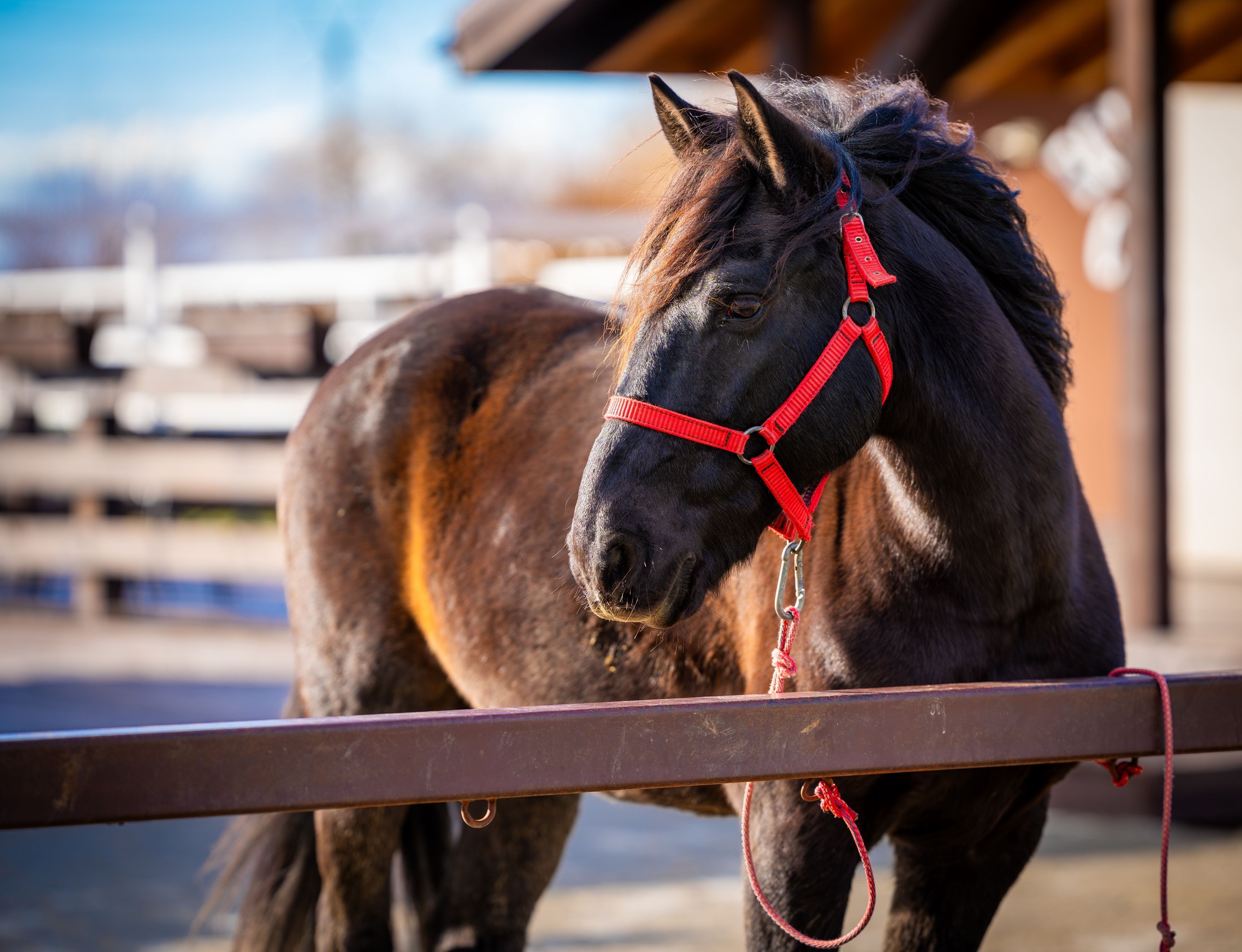 Un beau cheval noir avec un licou rouge se tient dans un paddock ensoleillé.