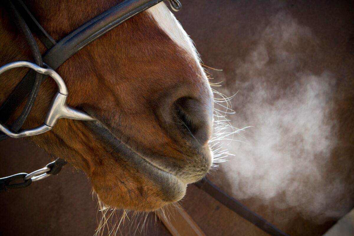 Un cheval avec bride et mors, respirant fortement après l'exercice, la vapeur s'élevant dans l'air froid.