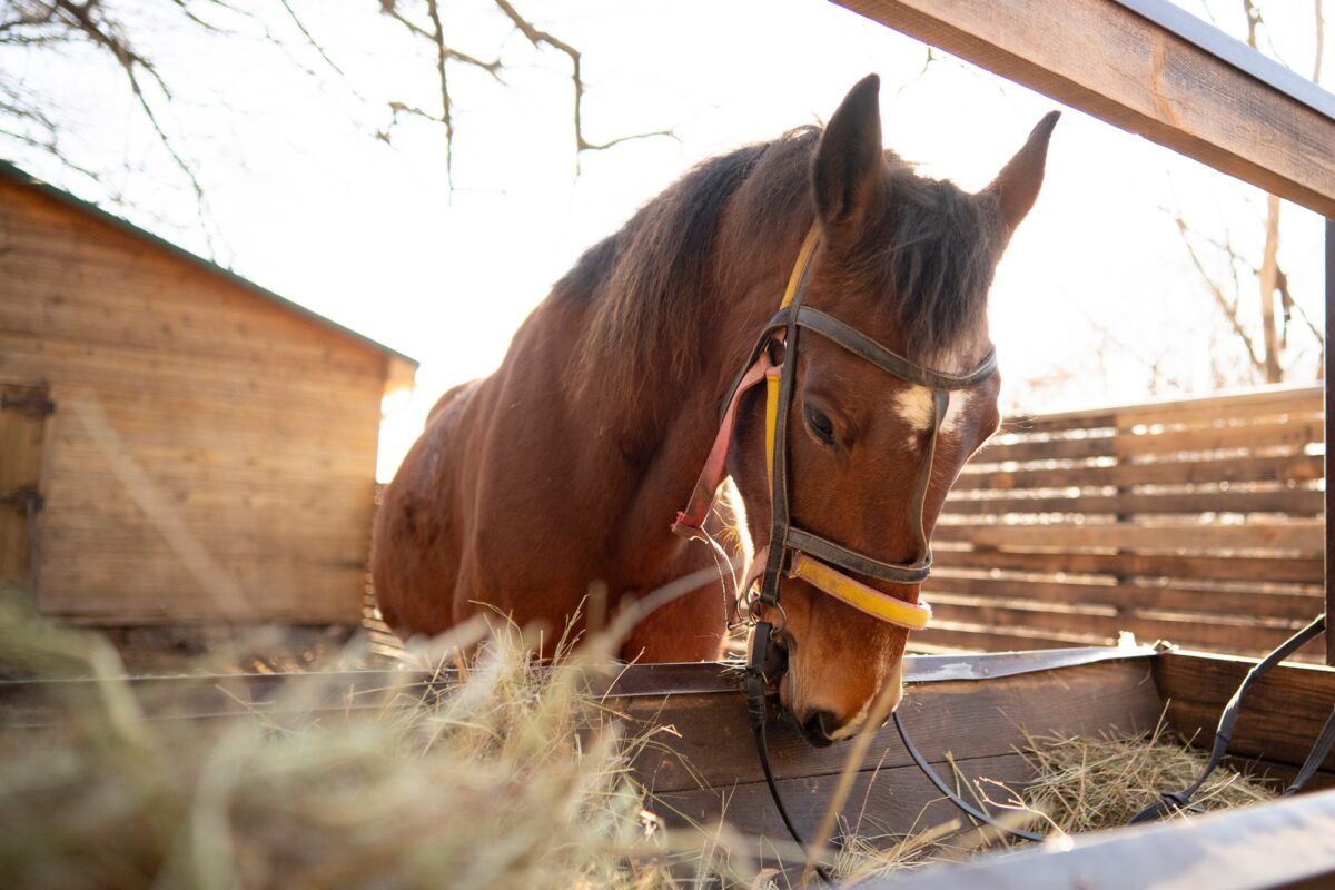 un cheval brun bridé mange du foin dans une auge en bois à l'extérieur d'une grange dans une ferme
