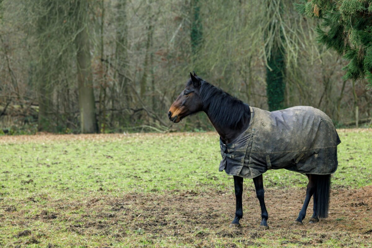 A horse is standing in a field with a blanket on it