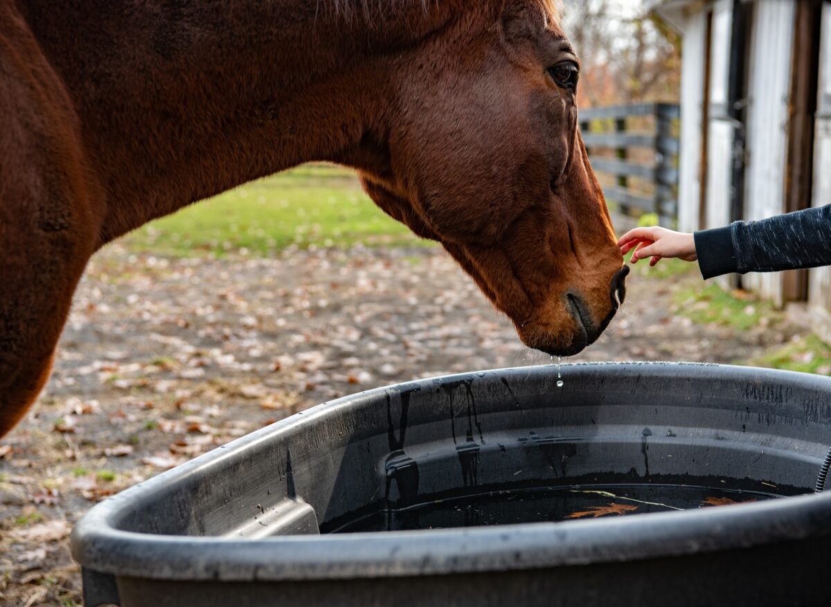 Un jeune cavalier caresse la tête d'un cheval pendant qu'il boit de l'eau dans un récipient.