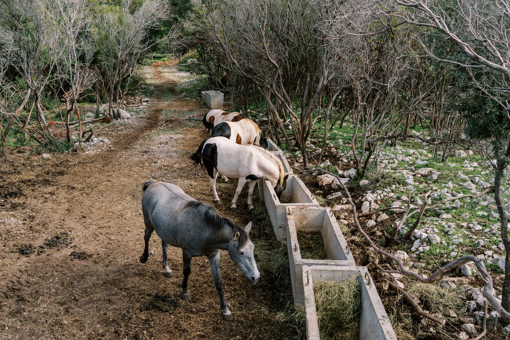 Un troupeau de chevaux mange du foin dans des auges en pierre dans un parc verdoyant.