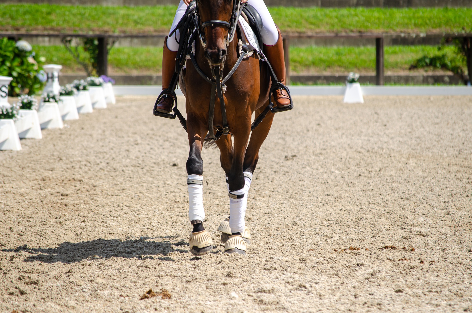 Vue des jambes d'un cheval lors d'un match de horse-ball